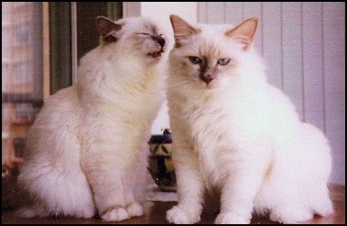 2 cats communicating with each other